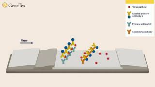 How to Take a COVID19 Antigen Home Test Flowflex  Positive vs Negative COVID19 Test [upl. by Albertina]