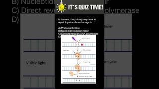 How Thymine dimer mutations of DNA repaired in Humans [upl. by Twedy947]