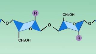 04 8 Lysozyme Reaction [upl. by Ehud]