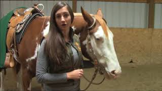 Different Western Headstalls for Showing [upl. by Ferdinand]