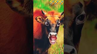 Caw comedy video🐂 caw funny animals comedy angry [upl. by Cordeelia330]