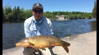 Carp Fishing River Dams Peterborough Kawartha Ontario [upl. by Airrehs537]