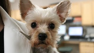 Truth About Working In Veterinary Medicine  Veterinary Vlog7 [upl. by Jackelyn225]