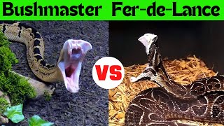 Serpent Center Showdown Fer de Lance vs Bushmaster  Bothrops Babies Born [upl. by Bainbrudge924]