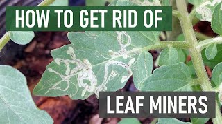 How to Get Rid of Leaf Miners 4 Easy Steps [upl. by Hanae]