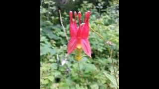 How to Start and Germinate Eastern Red Columbine From Seed Aquilegia canadensis [upl. by Eedissac253]