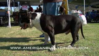 AMERICAN BULLY  EL CENTENARIO [upl. by Campos]