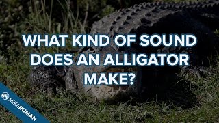 What sound does an alligator make [upl. by Gromme638]