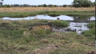 AMAZING FOOTAGE  Lion KILLS Kudu Fight for Life [upl. by Etan]