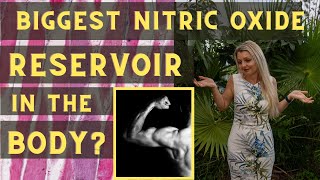 The Biggest Nitric Oxide Reservoir in the Body [upl. by Slaughter]