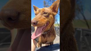 Mustering sheep farm farmlife farming agriculture dog kelpie farmdogs [upl. by Pinzler]