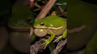 Frog sound compilationamphibiaMama TV [upl. by Lemor]