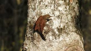 Straight billed woodcreeper [upl. by Jakoba934]