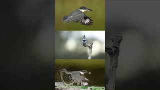 Belted kingfisher full dive sequence [upl. by Atteselrahc215]