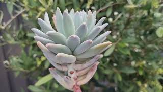 Pachyphytum Compactum [upl. by Atrebla]