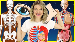 Learn Body Parts for Kids  Inside the Human Body for Kids  Parts of the Body with Speedie DiDi [upl. by Kattie]