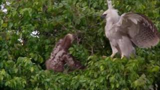 Sloth Vs Young Harpy Eagle  Sloth Fights Back [upl. by Liris]