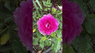 Rosa Orientis Sheherazade Rose 세헤라자데 장미 in Lunas Rose Garden 2023610 [upl. by Loralyn]