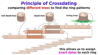 Core Principles and Concepts of Dendrochronology [upl. by Treborsemaj547]