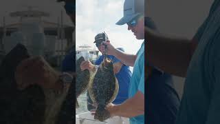 Are Flounder in NC as endangered as the state says Check out the latest episode of OIFC TV [upl. by Anilef84]