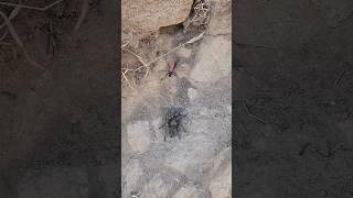 Tarantula Hawk vs Tarantula [upl. by Arnaldo]