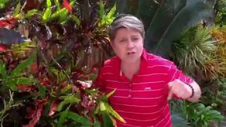 Tropical Gardening Ideas for Your Home [upl. by Gnilyarg]