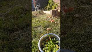 Cleaning of Kitchen garden 🪴kitchengarden michigan garden organic cleaning [upl. by Catharine629]