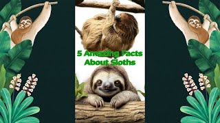 5 Amazing Sloth Facts You Didnt Know  Sloth Facts for Kids [upl. by Staley]