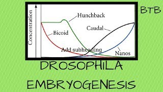 Drosophila Embryogenesis  Morphogen mRNA and protein gradients explained [upl. by Llehcam]