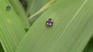 COCCINELLE à 2 Points  Adalia bipunctata  En Limousin  BRUITX [upl. by Yanel]