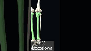 Kość piszczelowa tibia [upl. by Adnat]