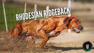 Rhodesian Ridgeback 🦁 The Dog That Hunts Lions [upl. by Nikolas]