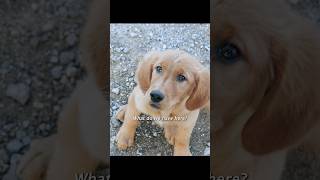 Puppies who are curious about the worldshorts viralvideo [upl. by Olenka]