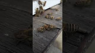 Unnecessary queen bees expelled from the colony [upl. by Slavic]