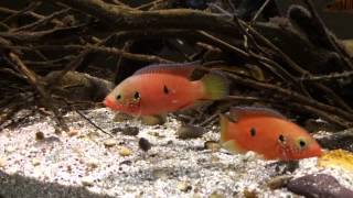 Hemichromis sp Gabunfry [upl. by Landa]