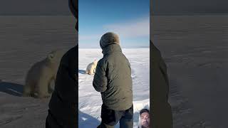 🐻‍❄️Tiny Polar Bears Heartwarming Rescue9 PolarBearRescue WildlifeConservation ArcticAnimals [upl. by Ragouzis]