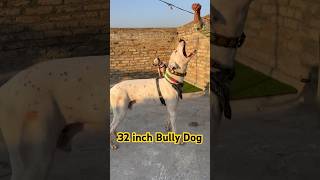 Pure 32 inch famous bully dog vs Kohati gultair kohatigultairvsbullykutta kohatigultair shorts [upl. by Berky645]