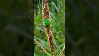 Why Scarab Beetles Are The Most Evil Insects scarabbettle [upl. by Zippora405]