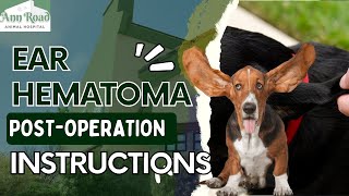 Pet Ear Hematoma PostOperation Instructions [upl. by Leyla380]