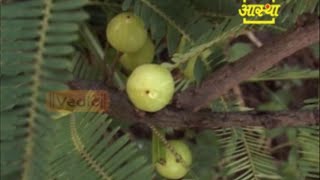 Natural Methods to Cure Hair Fall  Acharya Balkrishna [upl. by Trish]