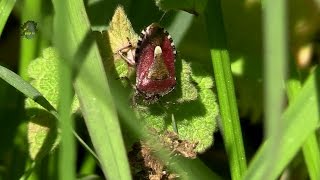 PUNAISE des BaiesPrintempsDolycoris baccarum  BRUITX [upl. by Zenda]