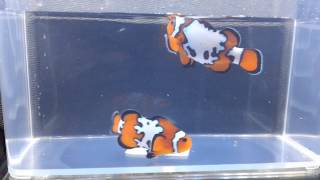 Cool Clownfish SA Fancy Snowflake Ocellaris [upl. by Sul]