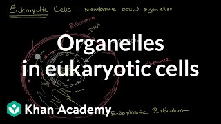 Organelles in eukaryotic cells  The cellular basis of life  High school biology  Khan Academy [upl. by Trimble331]