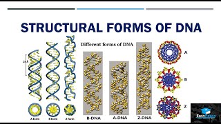 Structural Forms Of DNA [upl. by Aggappera]