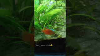 dwarf gourami fishlow cost planted aquarium telugultpa telugu [upl. by Lemaceon]