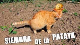 LA SIEMBRA DE LA PATATA [upl. by Yeslehc]