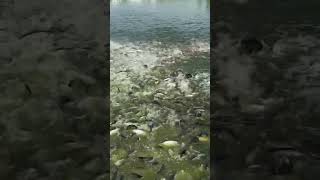 fishingvideo fishing seafood fish villagelife amazingfishinglife bigfish nature nature [upl. by Yort]