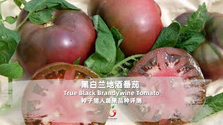 传承100多年的老番茄竟然吃出月季香气？黑白兰地酒番茄 True Black Brandywine Tomato 评测 [upl. by Silverstein]