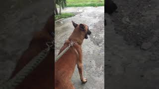 Belgian Malinois Barking [upl. by Byrom]