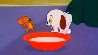 Tom and Jerry  Episode 80  Puppy Tale 1954 [upl. by Hgielrac]